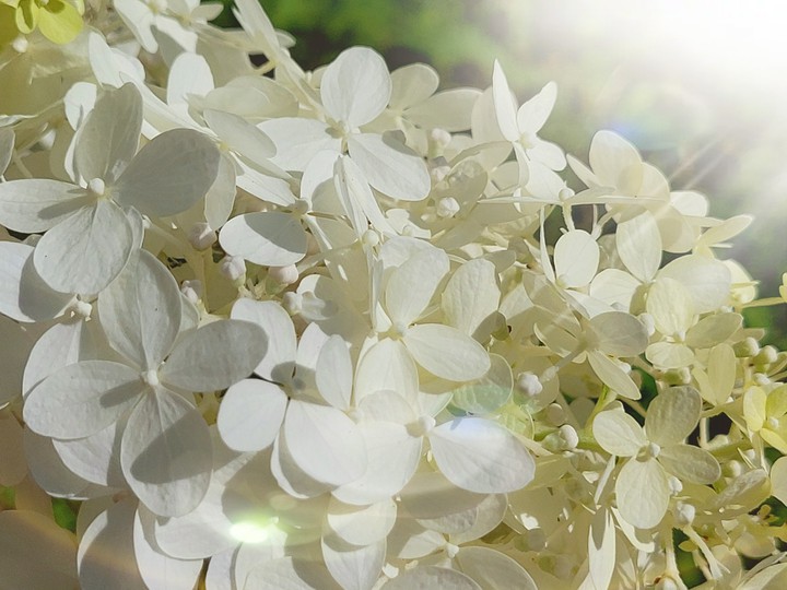 Bigleaf hydrangea

- A little girl's dream