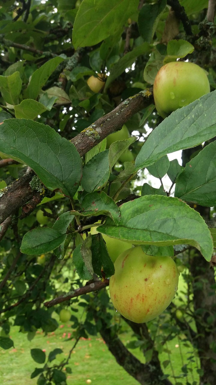 apple tree