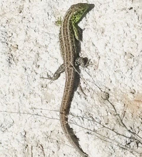 Lizard