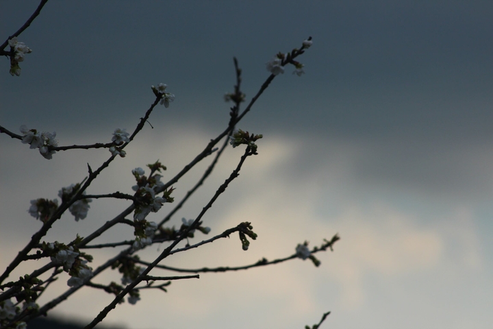 dallar