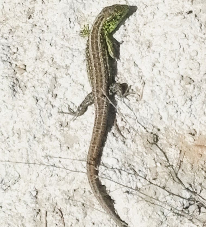 Lizard