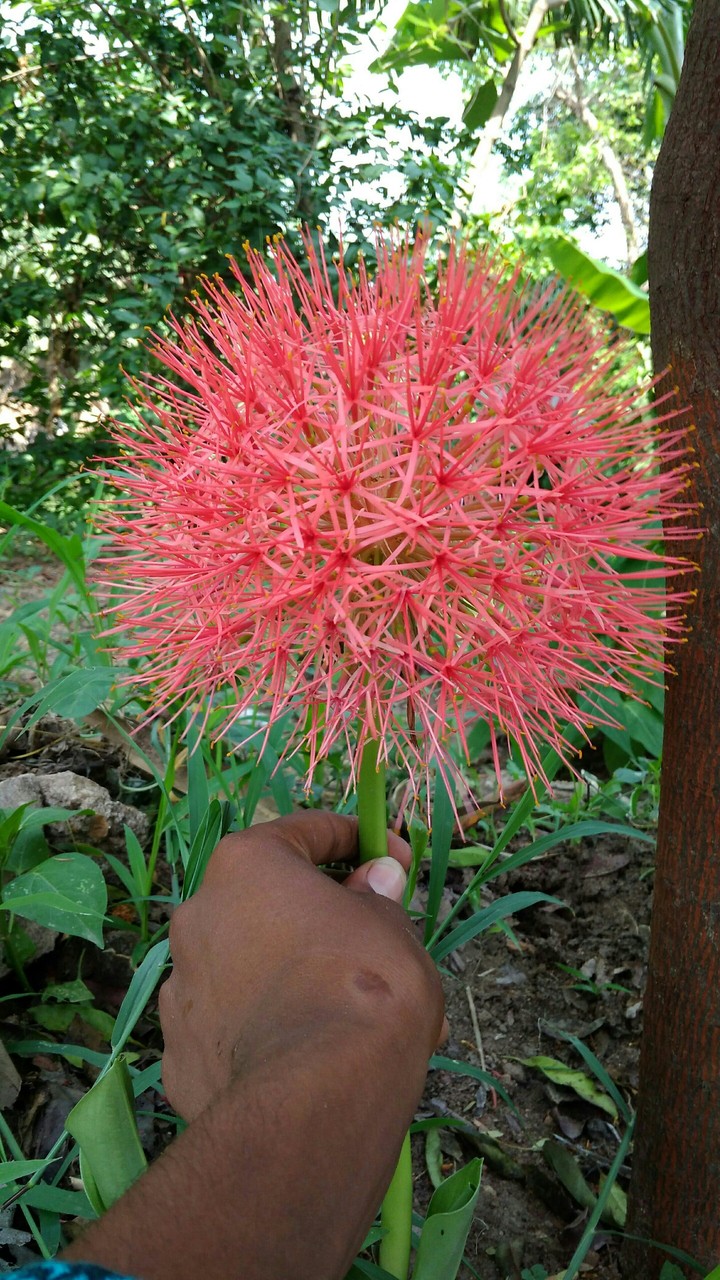 Gopal