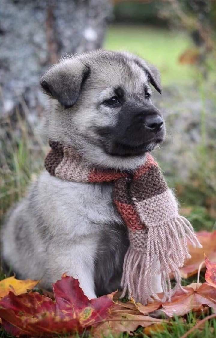 Cutie puppy! :3