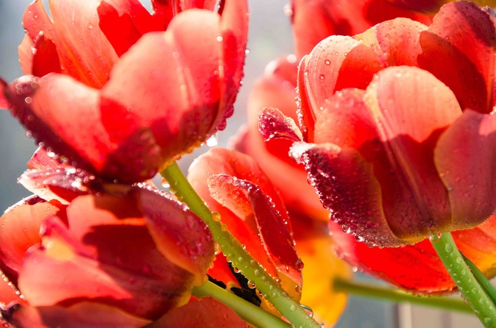 Tulips