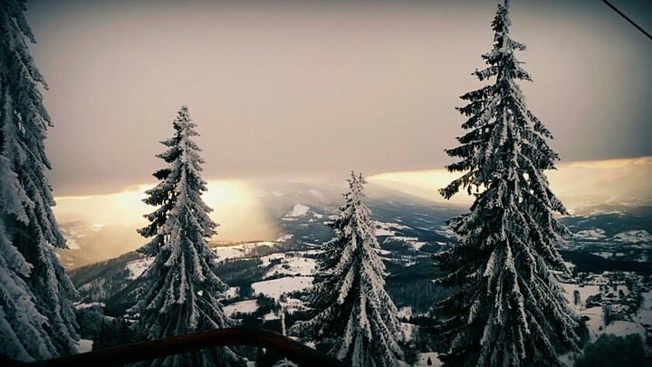 Winter Forest
