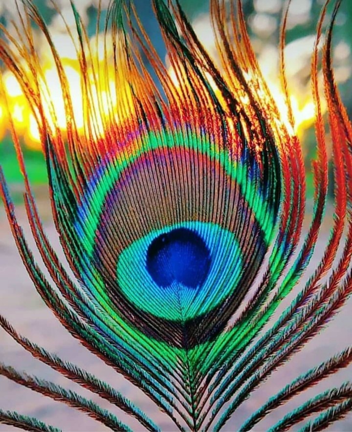 peacock feather