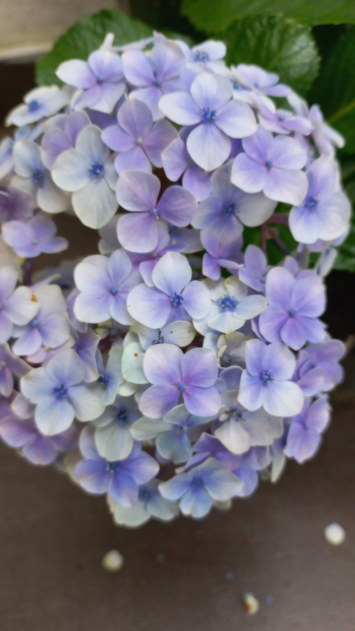 tiny flower bunch