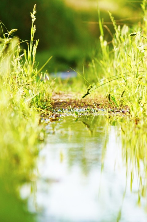 fen, green wallpapers