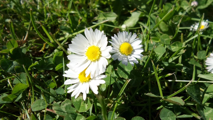 Daisy with clover