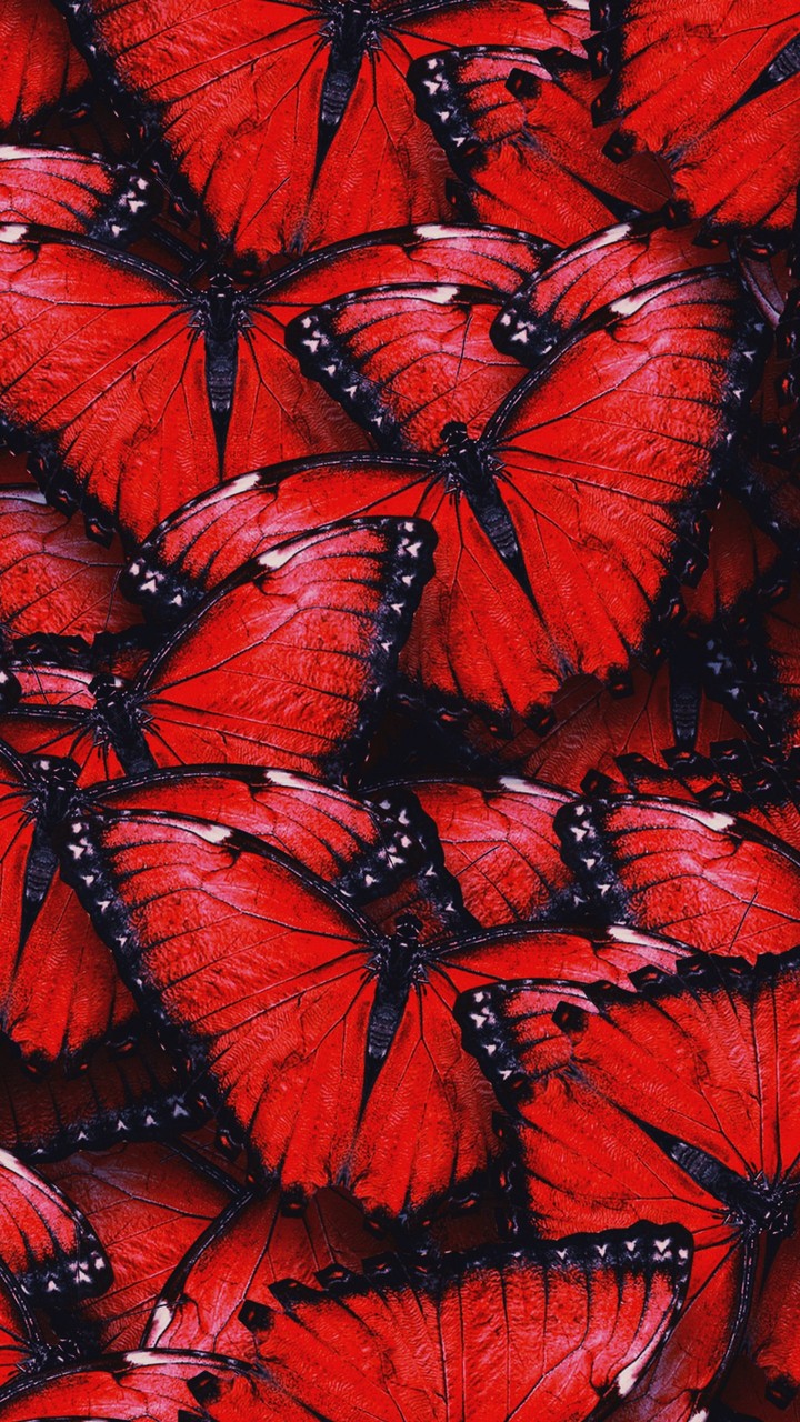 BUTTERFLY