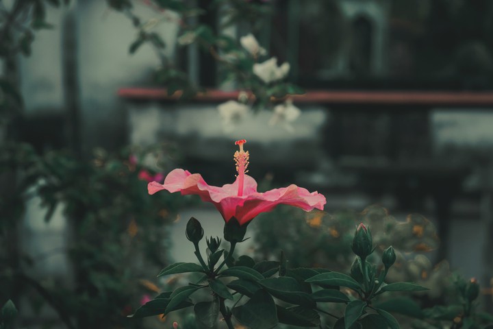 Hibiscus