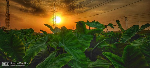 sunset