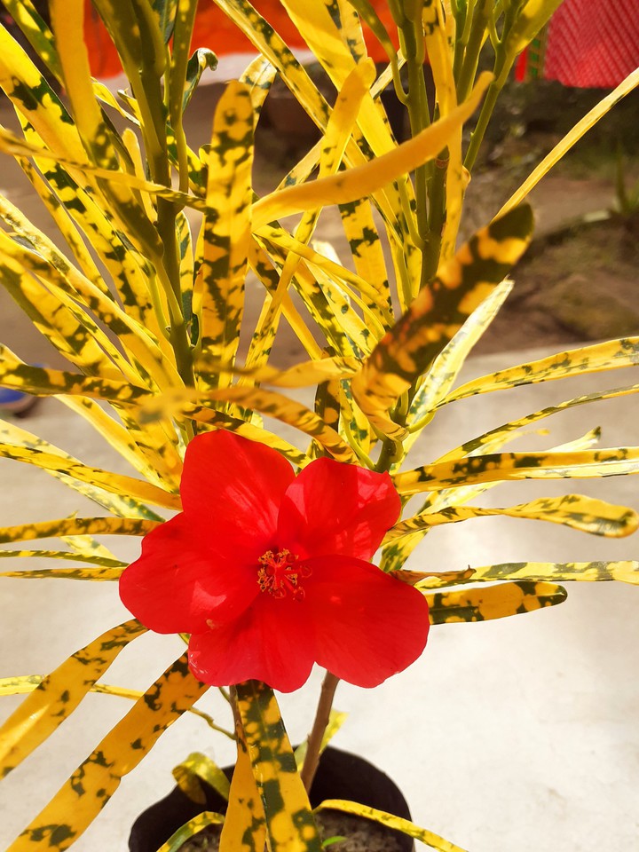 red flower