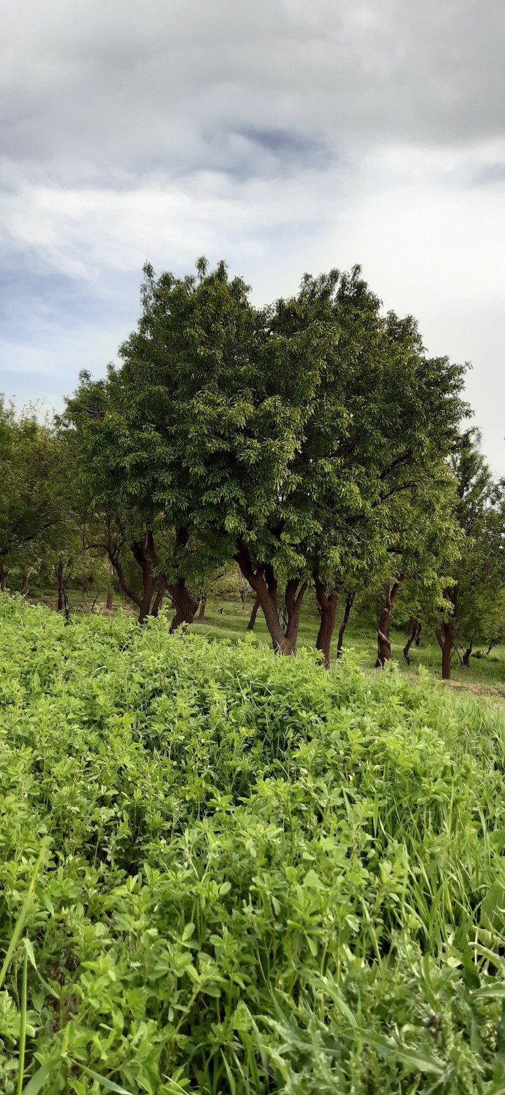 بهار یعنی زندگی و تازگی