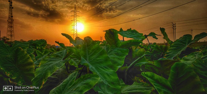 sunset