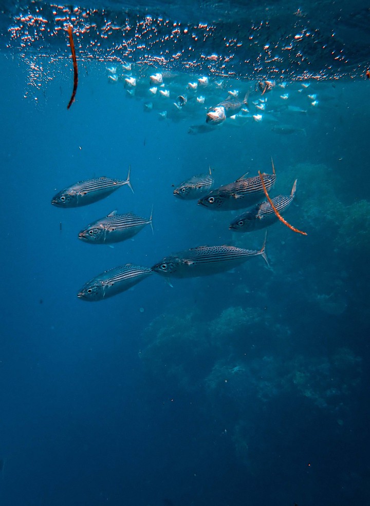 Fish