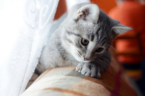 cat