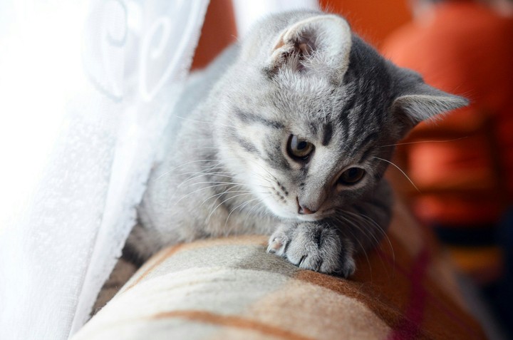 cat