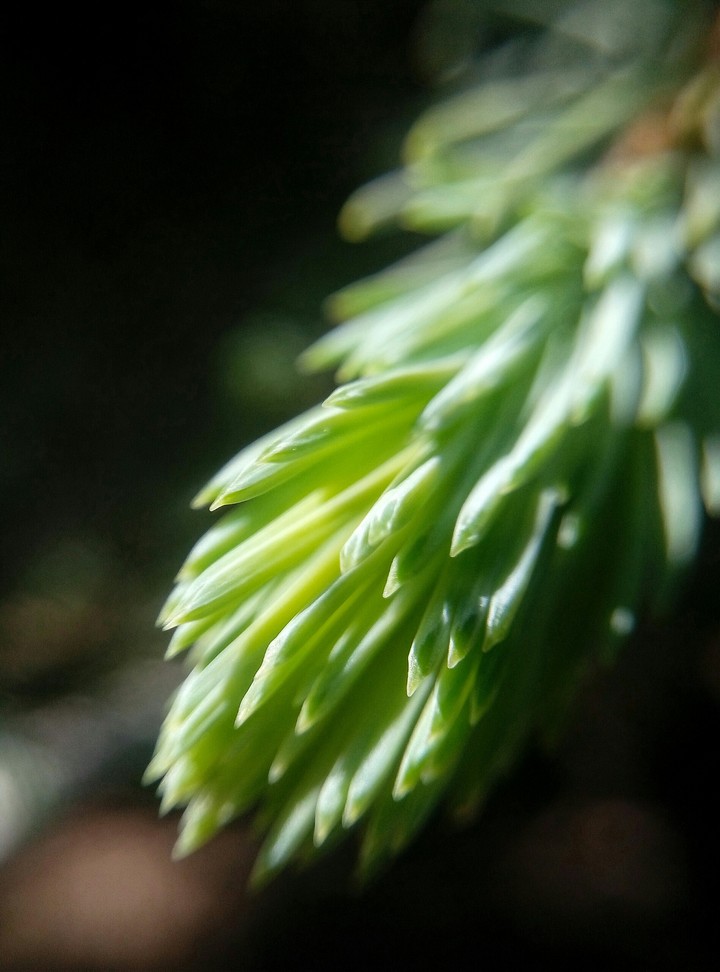 firtree