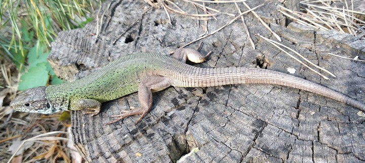 lizard