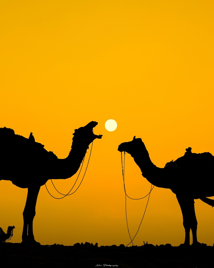 Hungry Camel