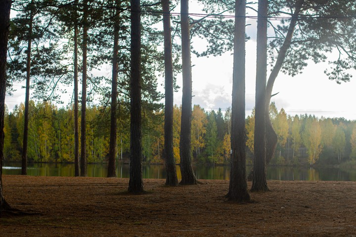 autumn forest