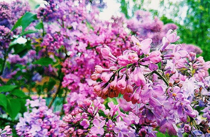 Lilac