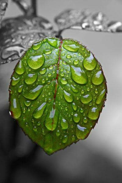 drop