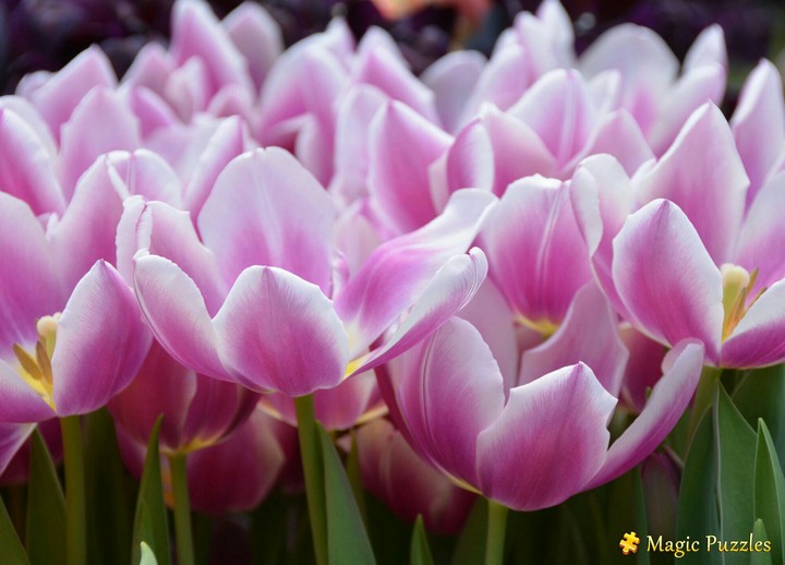 the flowers