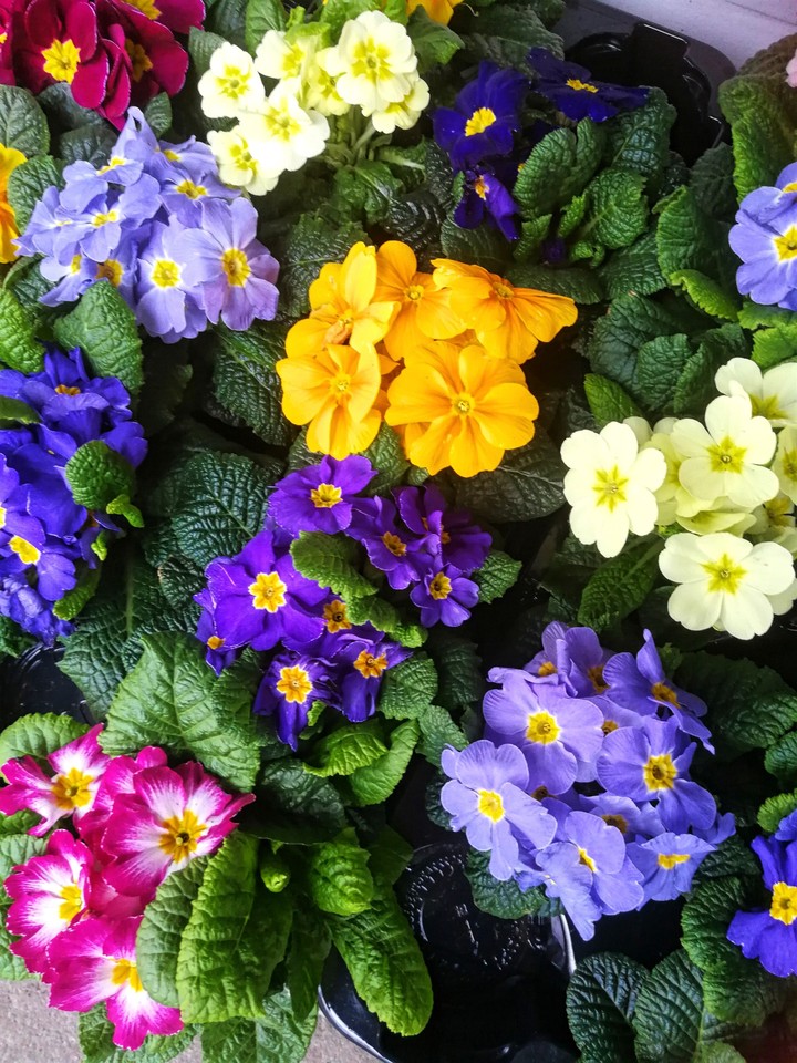 Primeln, Frühlingsblumen