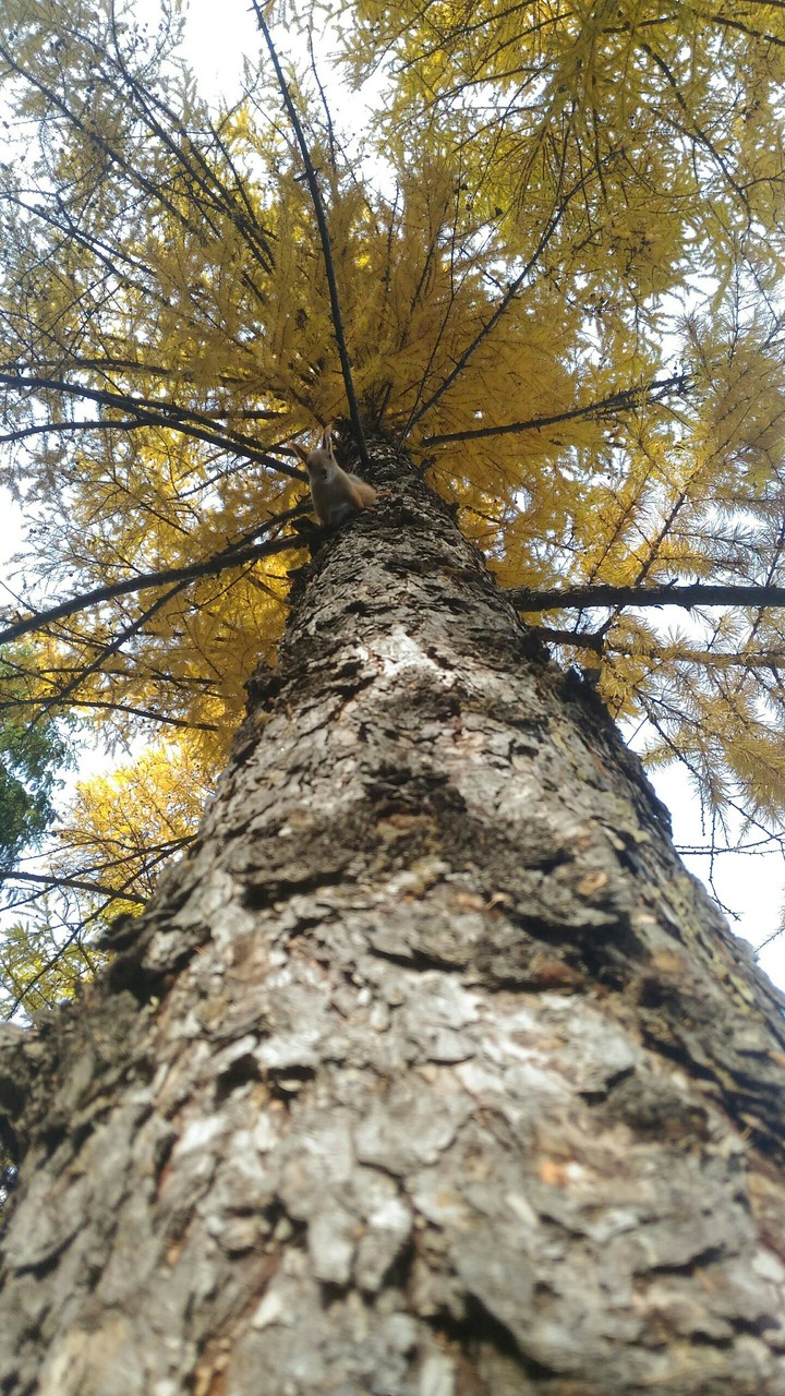 белочка