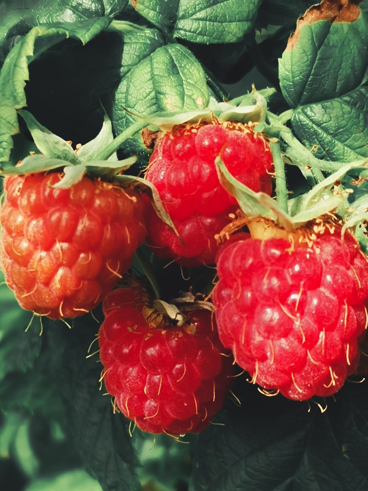 raspberry