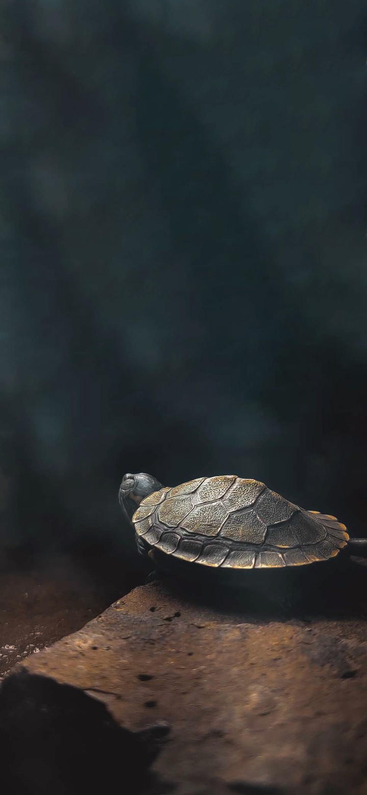 Turtle ?
