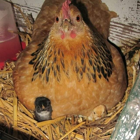 chicken