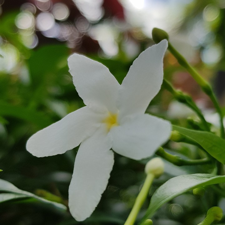 White Flower