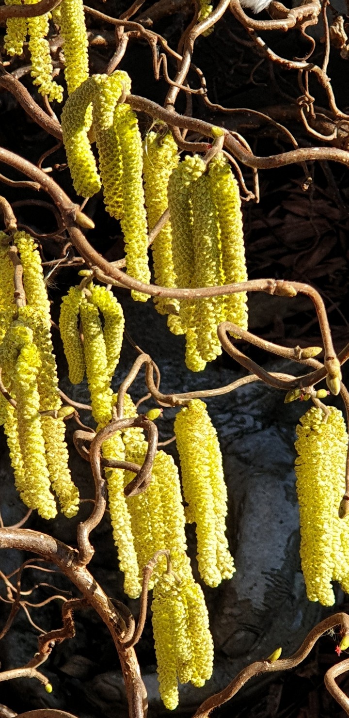 Twisted Hazel