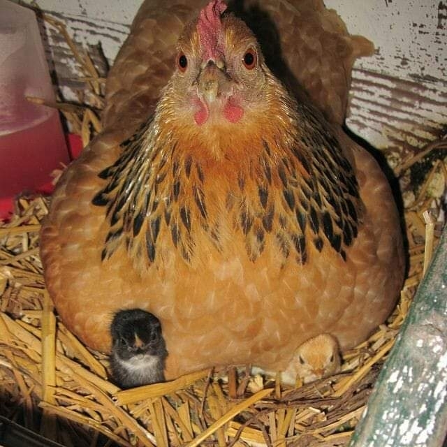 chicken