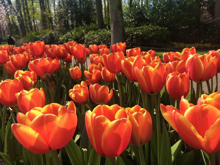 At the Keukenhof Park, 2019