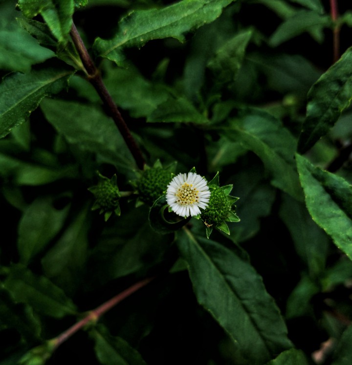 white flower