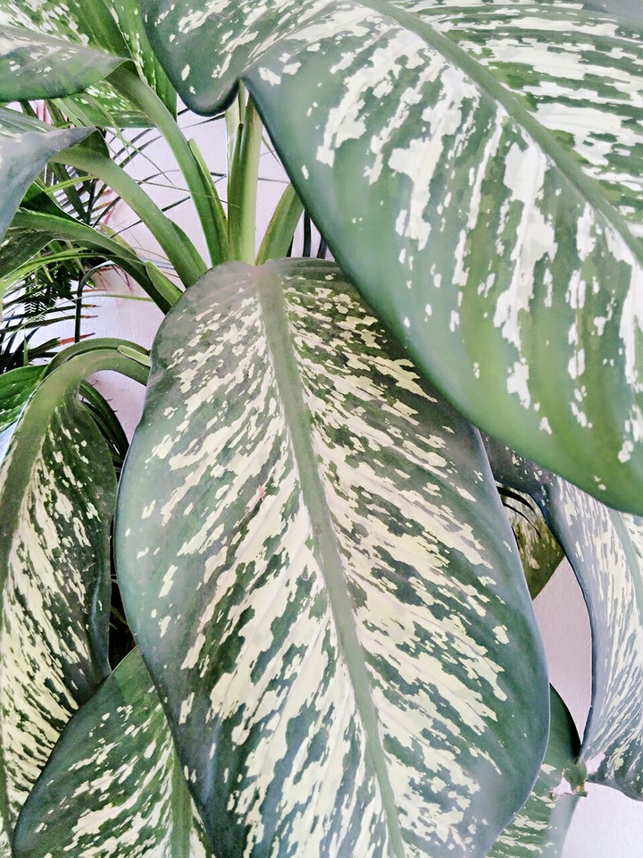 Leaves