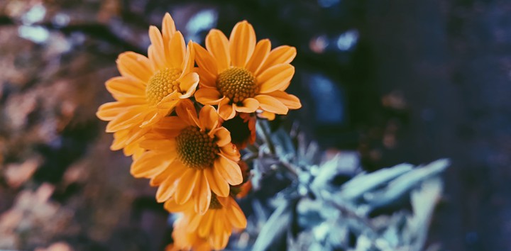 autumn vibes
