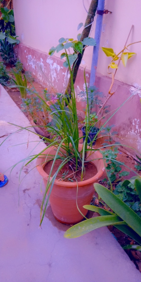 save plants