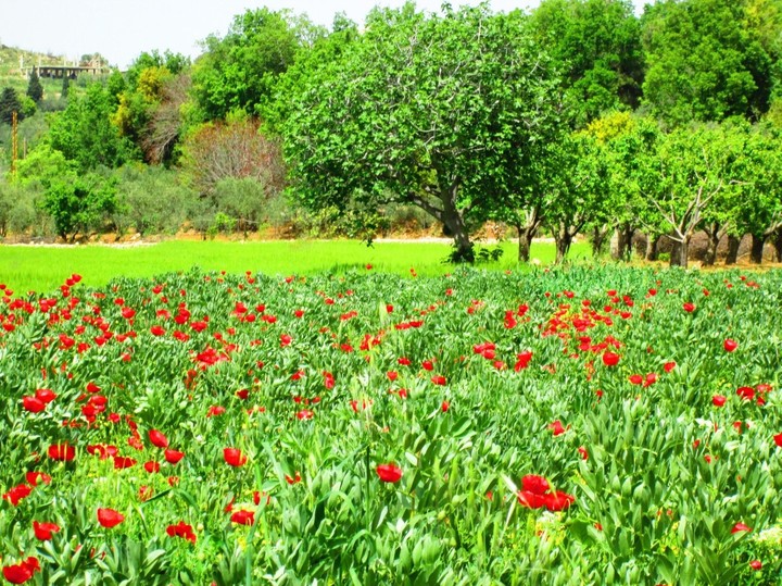 poppies
