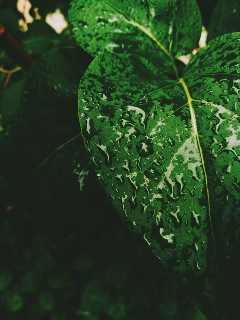 green leaf