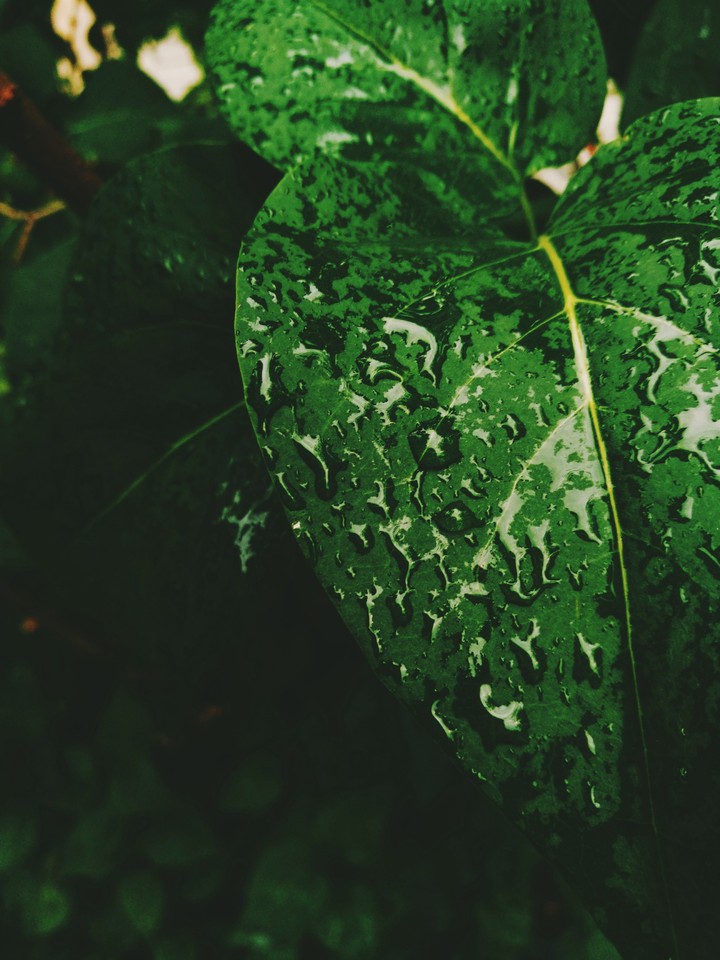 green leaf