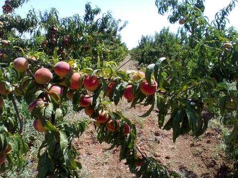 peaches