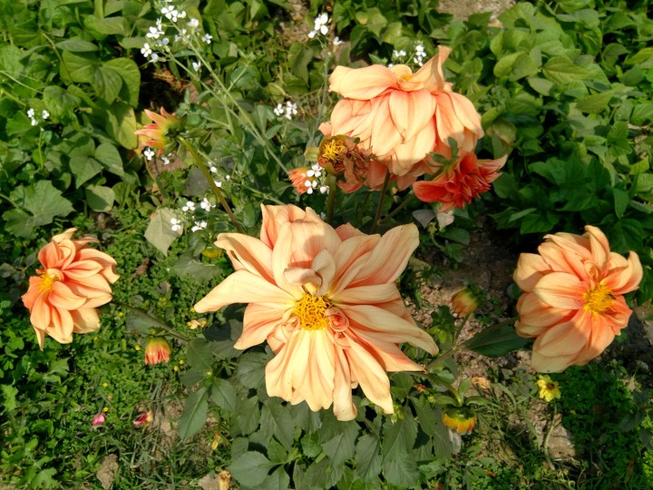 Daliya