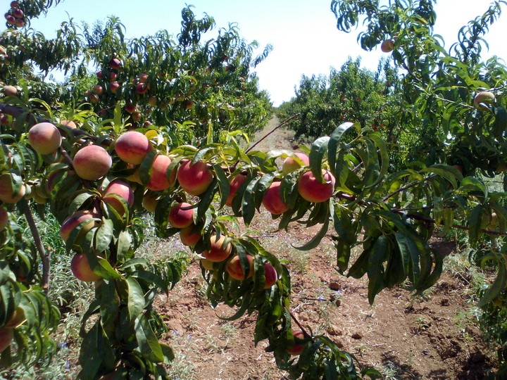 peaches