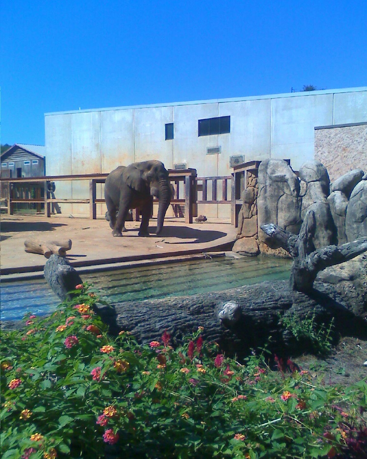 Elephant