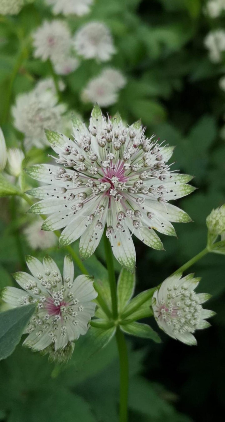 Sterndolde, Astrantia